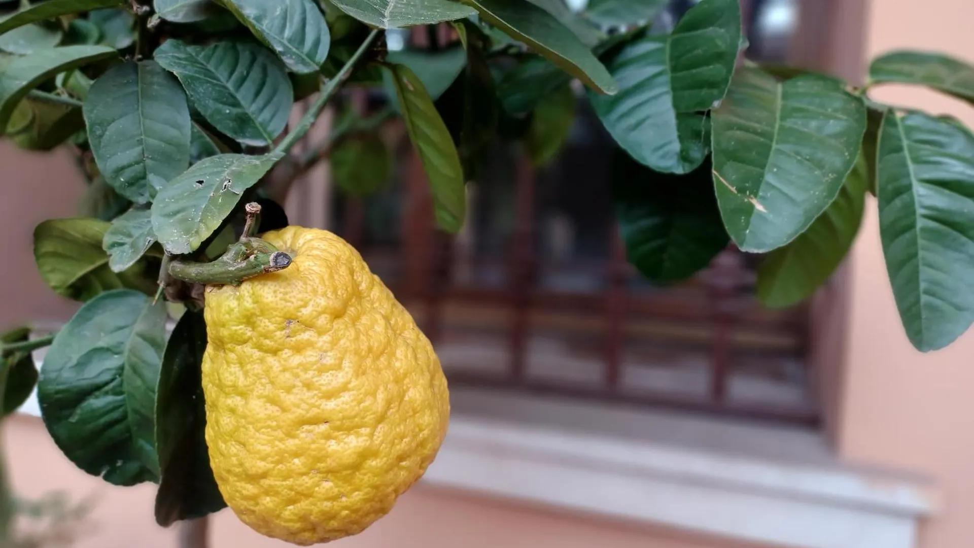 Appartamento Gardalemonhouse Desenzano del Garda Italia